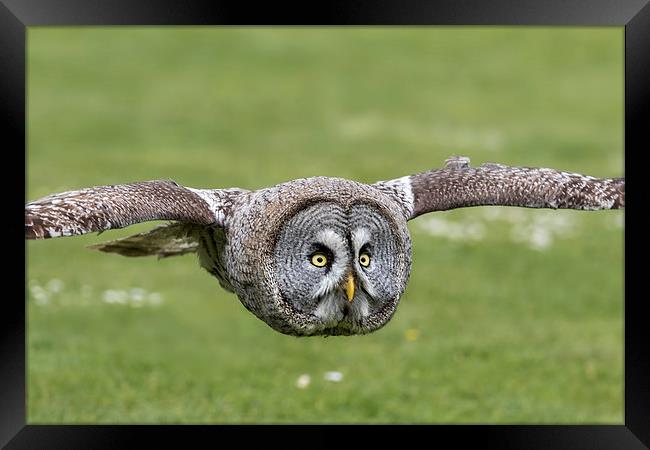  great grey owl Framed Print by Kelvin Rumsby