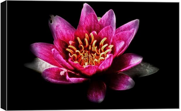  Pink Water Lily Canvas Print by Scott Anderson
