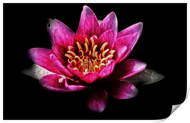  Pink Water Lily Print by Scott Anderson