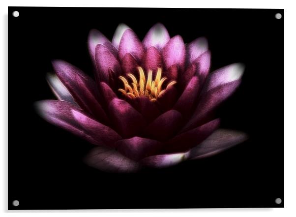  Pink Water Lily Acrylic by Scott Anderson