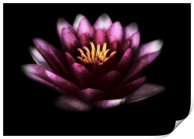  Pink Water Lily Print by Scott Anderson