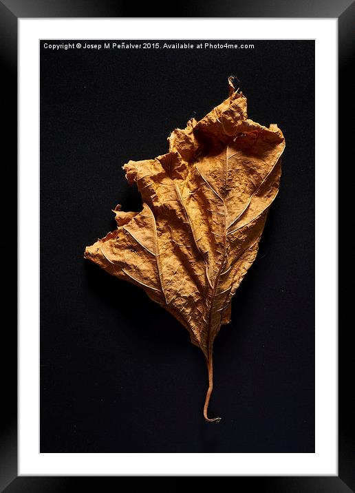 Autum Leaves Framed Mounted Print by Josep M Peñalver