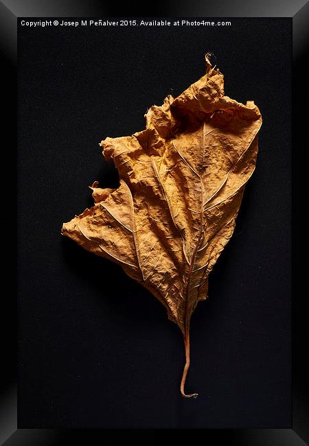 Autum Leaves Framed Print by Josep M Peñalver