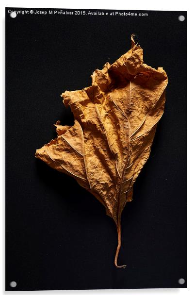 Autum Leaves Acrylic by Josep M Peñalver