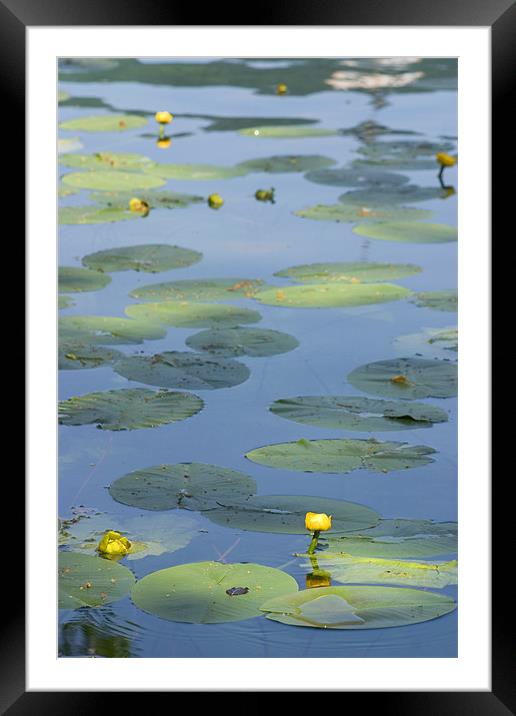 Water lillies on Lake Bled, Slovenia Framed Mounted Print by Ian Middleton