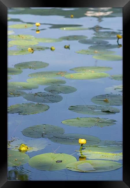 Water lillies on Lake Bled, Slovenia Framed Print by Ian Middleton