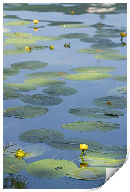 Water lillies on Lake Bled, Slovenia Print by Ian Middleton