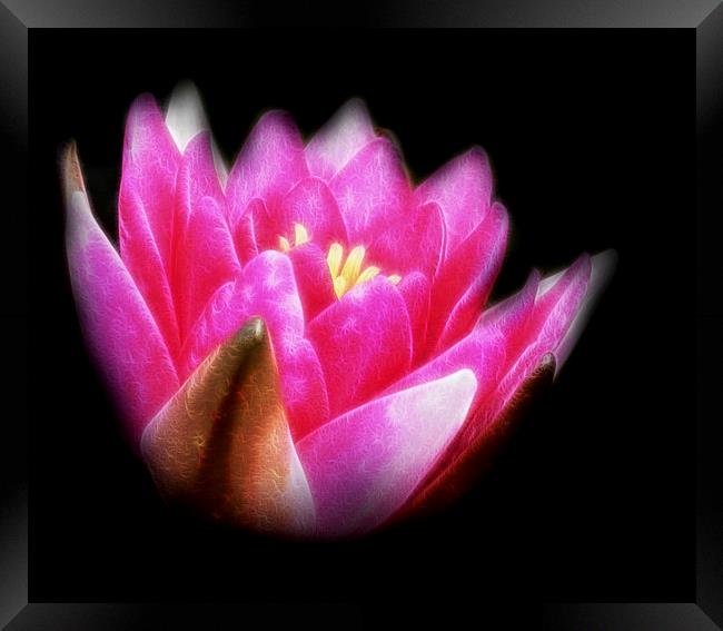  Pink Water Lily Framed Print by Scott Anderson