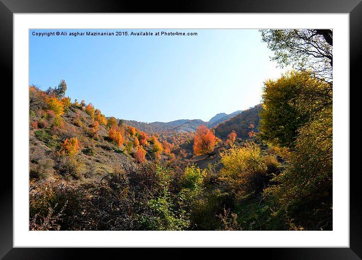 Autumn colors in jungle, Framed Mounted Print by Ali asghar Mazinanian