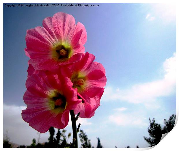   a stem with many nice flowers, Print by Ali asghar Mazinanian