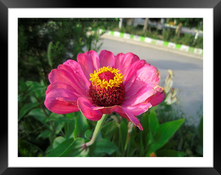 A nice flower in garden,  Framed Mounted Print by Ali asghar Mazinanian