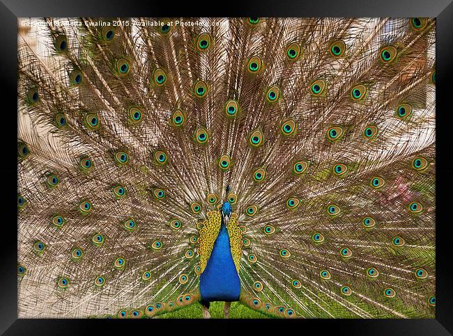 Peacock display colourful tail Framed Print by Arletta Cwalina