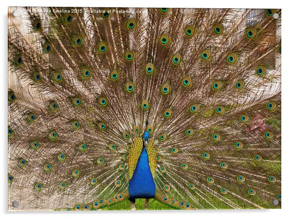 Peacock display colourful tail Acrylic by Arletta Cwalina