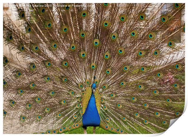 Peacock display colourful tail Print by Arletta Cwalina