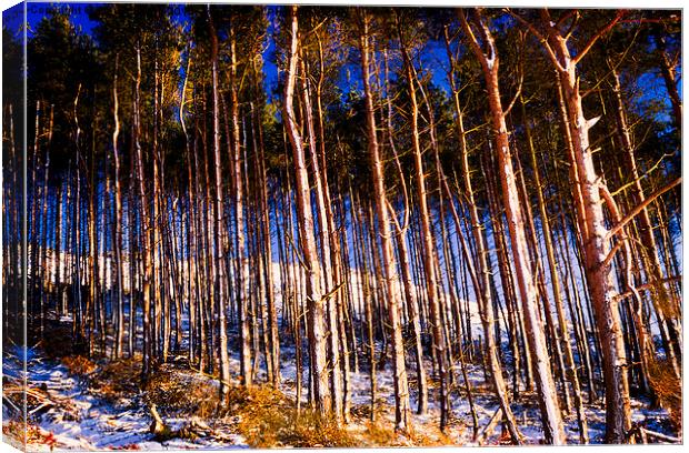  Winter Woods Canvas Print by Trevor Camp