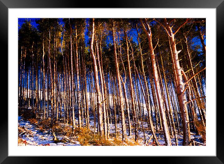  Winter Woods Framed Mounted Print by Trevor Camp