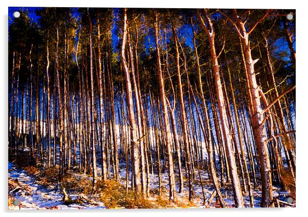  Winter Woods Acrylic by Trevor Camp