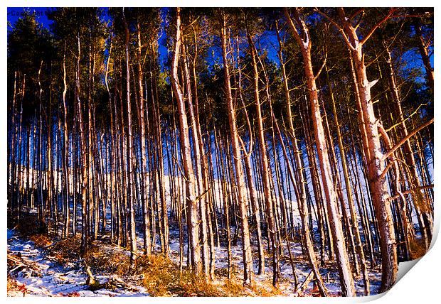  Winter Woods Print by Trevor Camp
