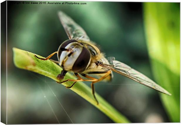  Hoverfly time Canvas Print by Images of Devon