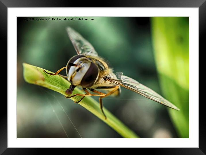  Hoverfly time Framed Mounted Print by Images of Devon