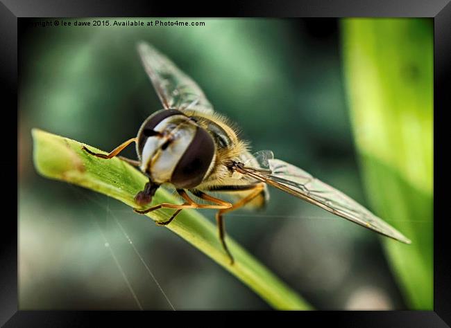  Hoverfly time Framed Print by Images of Devon