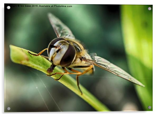  Hoverfly time Acrylic by Images of Devon