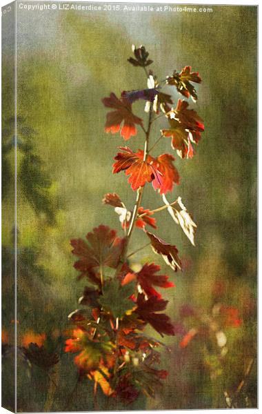  Autumnal Currant Canvas Print by LIZ Alderdice
