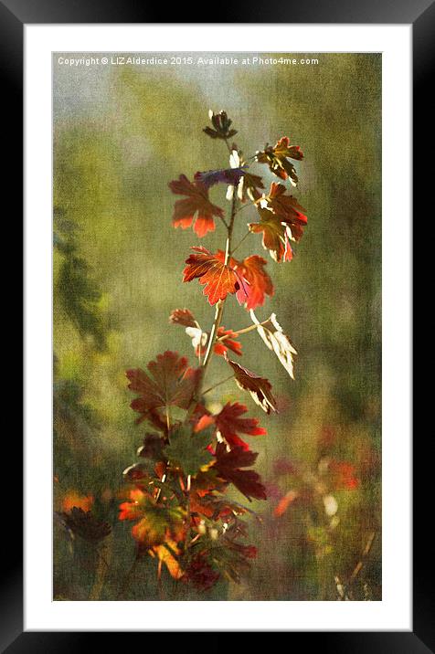  Autumnal Currant Framed Mounted Print by LIZ Alderdice