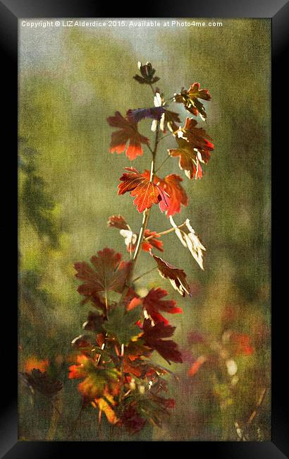  Autumnal Currant Framed Print by LIZ Alderdice
