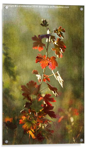  Autumnal Currant Acrylic by LIZ Alderdice