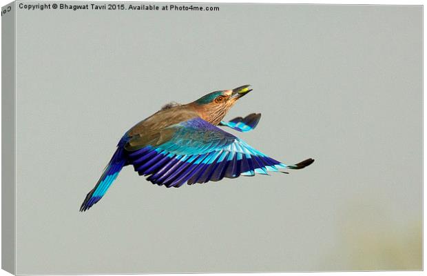  Indian Roller Canvas Print by Bhagwat Tavri