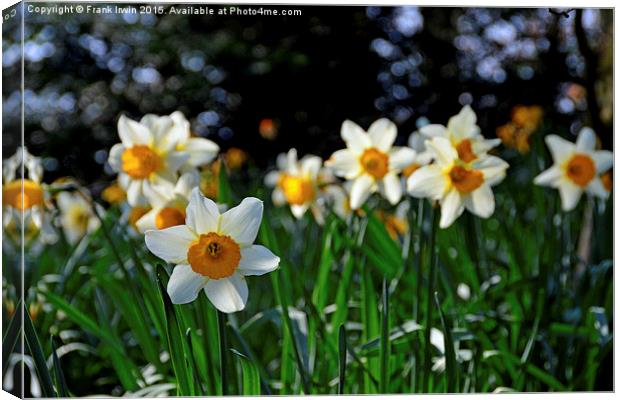  Beautiful wild Narcissus Canvas Print by Frank Irwin