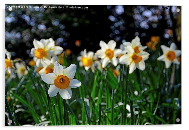  Beautiful wild Narcissus Acrylic by Frank Irwin