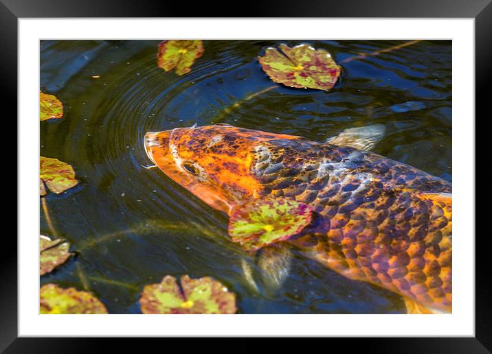  Koi Portrait Framed Mounted Print by Shawn Jeffries