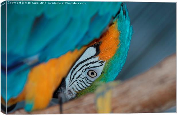  Macaw face Canvas Print by Mark Cake