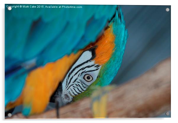  Macaw face Acrylic by Mark Cake