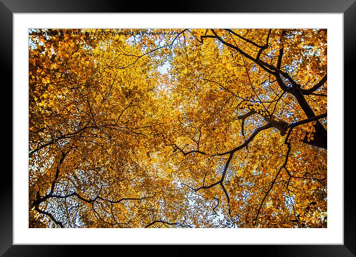  Yellow  Framed Mounted Print by ZI Photography