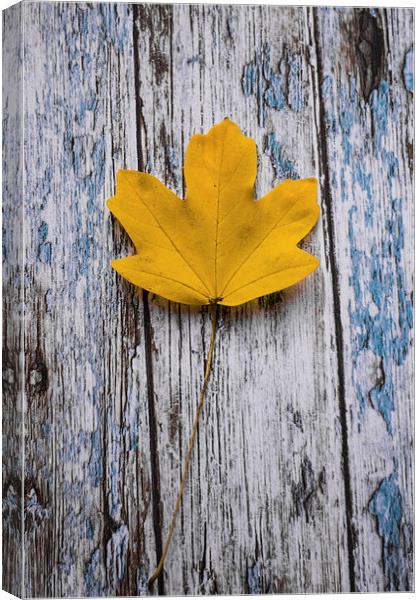  Simply Autumnal Canvas Print by Jason Moss