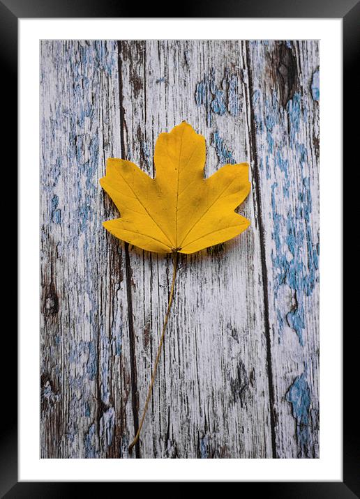  Simply Autumnal Framed Mounted Print by Jason Moss