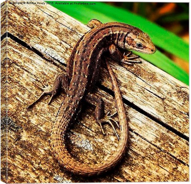  Common lizard  Canvas Print by Emma Healy
