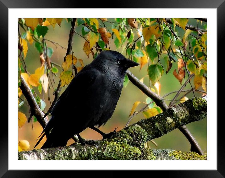  Jackdaw Framed Mounted Print by Kim Slater