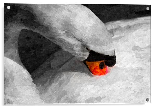 The Proud Swan Art Acrylic by David Pyatt