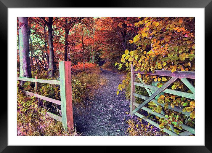 A Walk in the Woods Framed Mounted Print by Irene Burdell