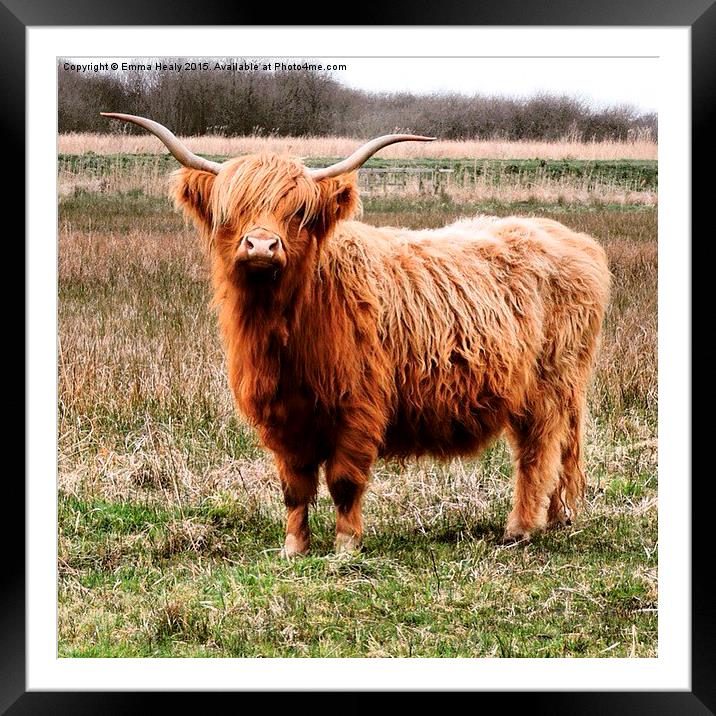  Highland cattle in stance Framed Mounted Print by Emma Healy
