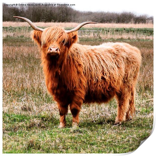  Highland cattle in stance Print by Emma Healy