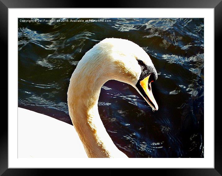  Mute swan on the lake Framed Mounted Print by Derrick Fox Lomax