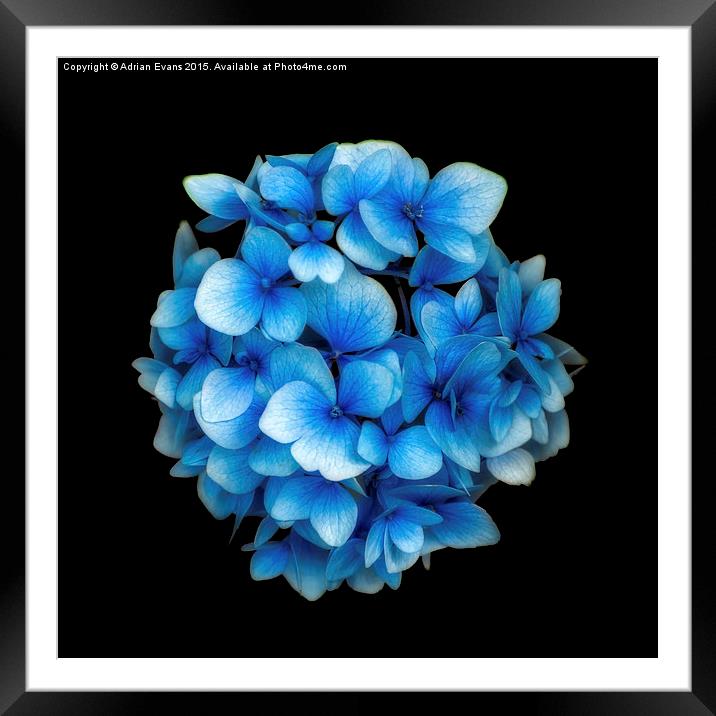 Blue Hydrangea Flower Framed Mounted Print by Adrian Evans