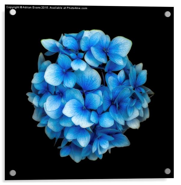 Blue Hydrangea Flower Acrylic by Adrian Evans
