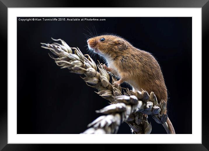  Harvest mouse Framed Mounted Print by Alan Tunnicliffe