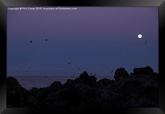  Full moon, seagulls, rocks, at the coast at dawn Framed Print by Phil Crean